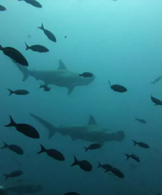 Tauchspot «Darwin’s Arch»